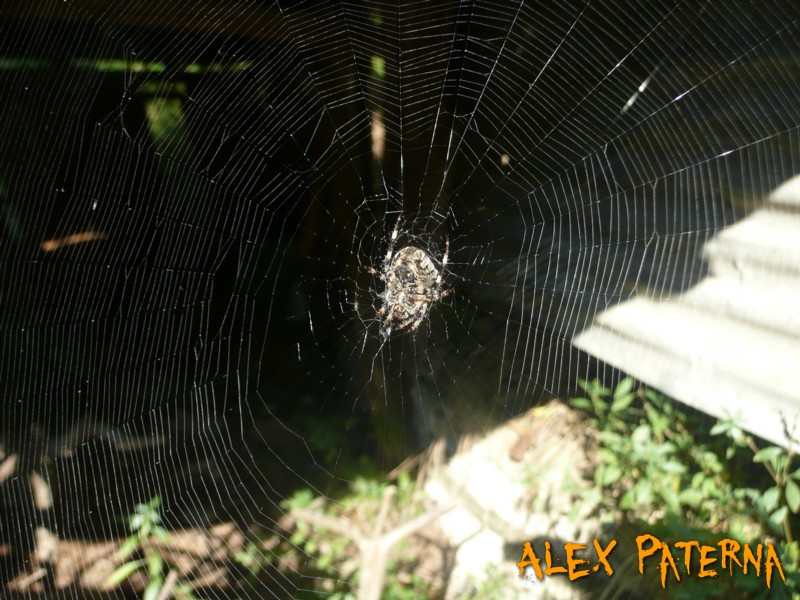 Steatda paykulliana, Argiope bruennichi, Araneneus angulatus